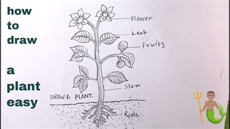 How TO Draw a Plant Step By Step/Draw Parts Of Plant Easy - YouTube