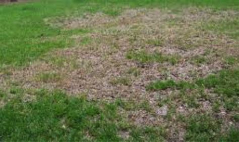 Lawn Insects – GoldenRule Lawn Solutions