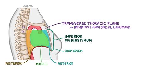 Anterior Mediastinum Contents