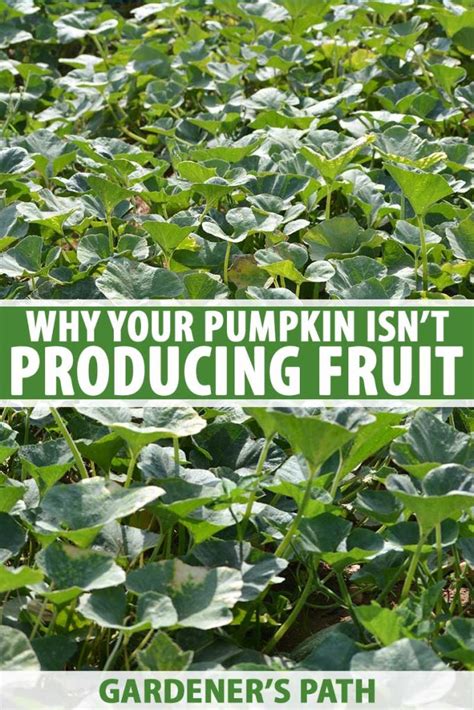 5 Reasons Why Your Pumpkin Isn’t Producing Fruit | Gardener’s Path