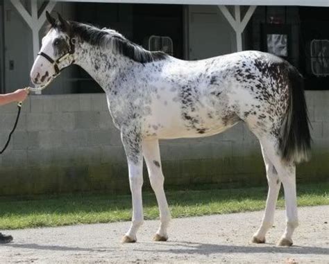 A Dominant White Sabino Thoroughbred filly I LOVE This coloring! Truly gorgeous!! | Rare horses ...