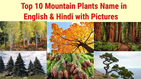 Plants on mountains || mountain plants name in english and hindi - YouTube