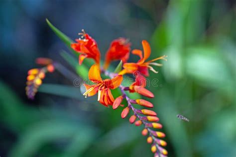 Flower of a Montbretia, Crocosmia Aurea Stock Photo - Image of bloom, bright: 255393528