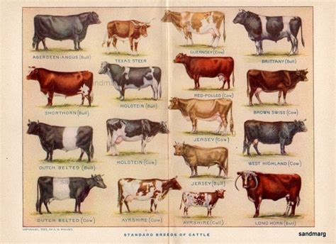 Beef Cattle Breed Comparison Chart | SexiezPix Web Porn