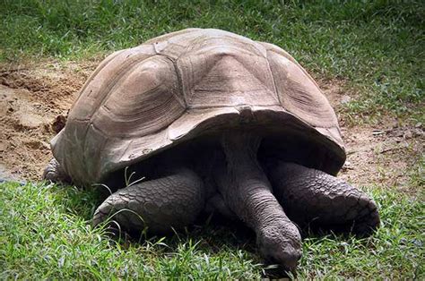 Nehru Zoological Park Hyderabad | Hyderabad Zoo