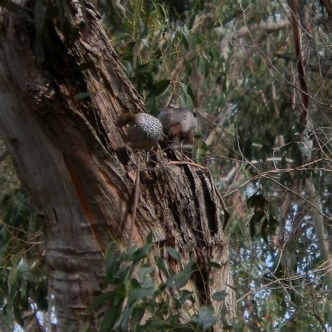 Australian Wood Duck Nesting | Project Noah