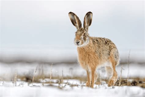 Belgian Hare Rabbits - Breed Info & Top Guide