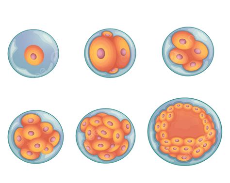 Stages In Human Embryonic Development White Blastocyst Illustration Vector, White, Blastocyst ...