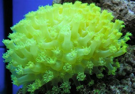 Goniopora - Community Photographs - Gallery | Ocean creatures ...