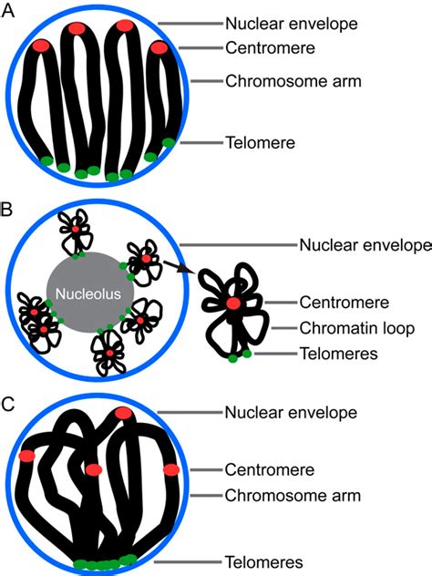 Figure 1 from Chromosome Organization and Dynamics during Interphase, Mitosis, and Meiosis in ...