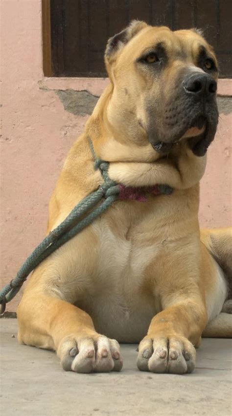 Indian Mastiff: Indian Mastiff Photos (2)