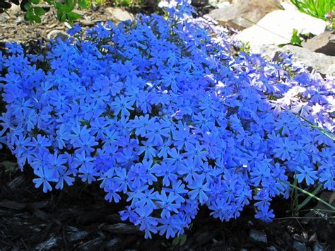 "Emerald Blue" creeping phlox | Beautiful gardens, Backyard landscaping ...