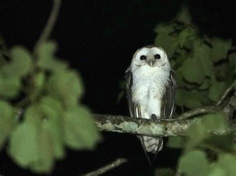 Monkey-faced owl couple finds home in SW China botanical garden - CGTN