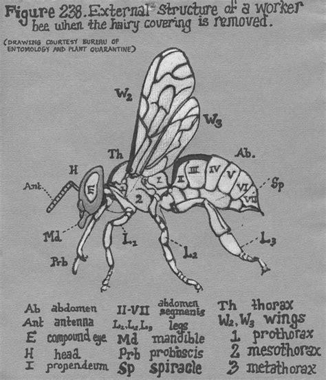 A Honeybee's Anatomy Drawing by Halle Miroglotta