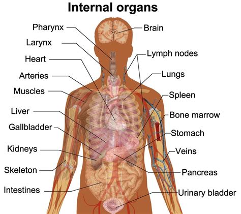 Picture Of Body Organs Of The Human Body - PictureMeta