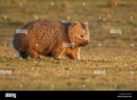 Wombat eating hi-res stock photography and images - Alamy