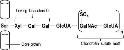 Biosynthesis of proteoglycans, showing the case of the linking of... | Download Scientific Diagram