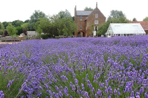 Norfolk Lavender - Wells Guide