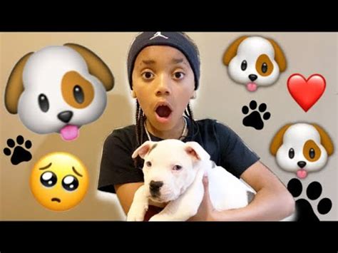 Kd Da Kid Update on his new dog! 🐶 - YouTube