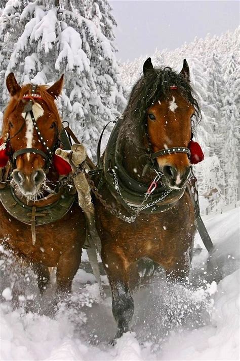 Horses in the snow