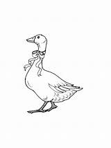 Goose coloring pages sketch template