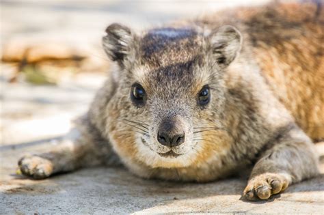 Rhythm linked to reproductive success in male rock hyraxes - Earth.com