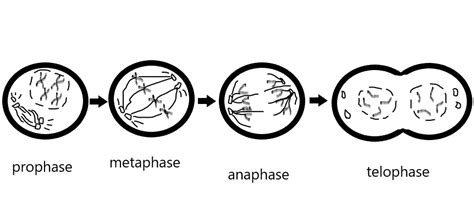 Draw and label each phase of mitosis *prophase, metaphase, a | Quizlet