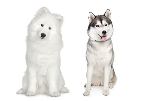 Samoyed X Husky Puppies - Puppy And Pets