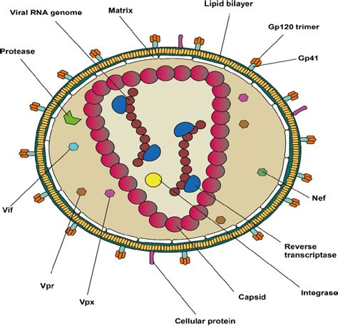 3. HIV-2 virion: HIV is a spherical virus covered in an envelope.... | Download Scientific Diagram