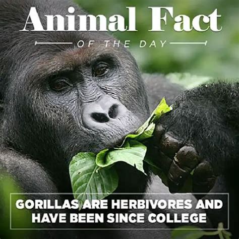 Animal Facts Of The Day With A Funny Twist