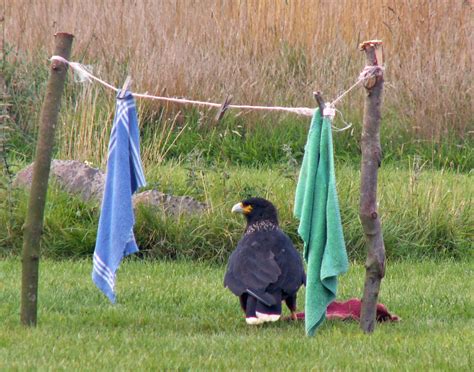 Wiltshire 2009/68 Caracara Hawk Conservancy Trust