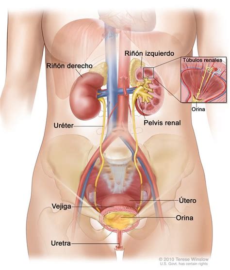 Organos Del Cuerpo Humano Rinones