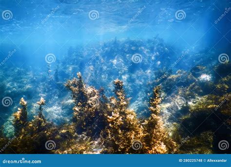 Forest of Seaweed, Seaweed Underwater Stock Photo - Image of rocky ...