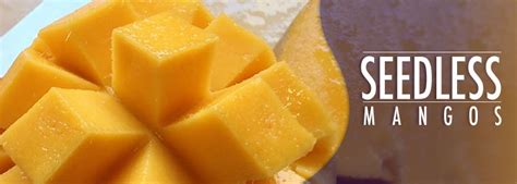 Seedless Mangos Have Been Developed by Indian Scientists | AndNowUKnow