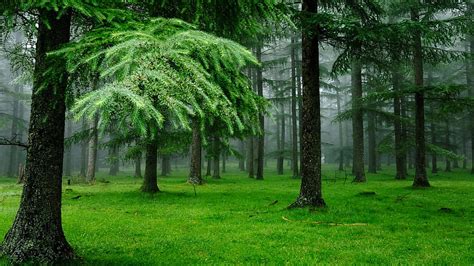 Relaxing Green, forest, leaves, green, grass, bonito, trees, mist, HD ...