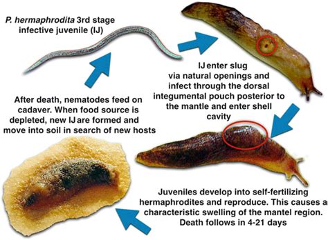 Braving the slime: the ultimate guide to beating slugs