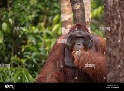 Tanjung Puting Camp Leakey - orangutan Stock Photo - Alamy