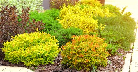 Spirea | Beautiful Perennials for your Landscape - PlantingTree