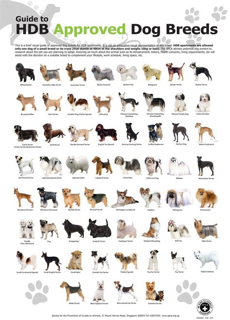 Pin en Dog Breeds