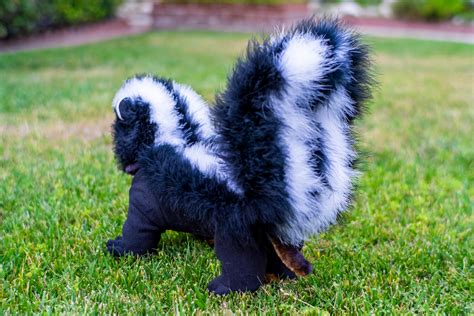 4 legged/ PJ style SKUNK costume for Small dogs | Etsy