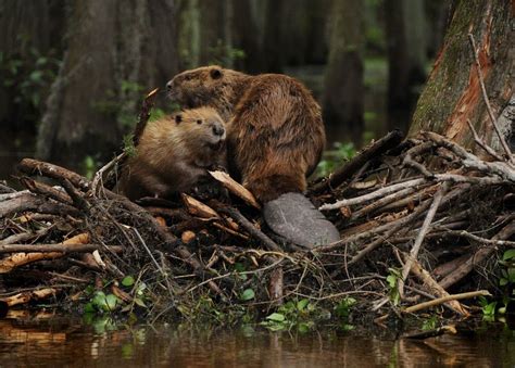 Beaver Facts - Animal Facts Encyclopedia