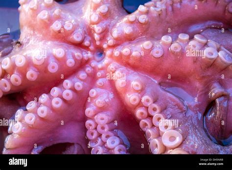 Fresh octopus with suction cups Stock Photo - Alamy