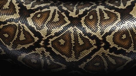 pattern, Skin, Snake Wallpapers HD / Desktop and Mobile Backgrounds