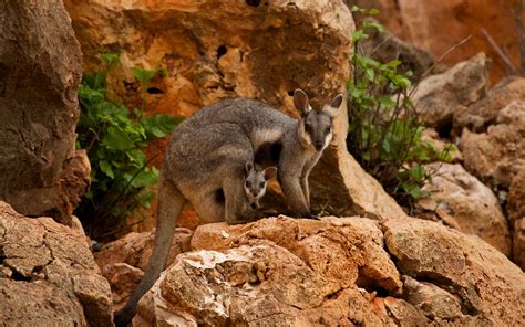 Un bond en avant pour le wallaby des rochers | WWF France