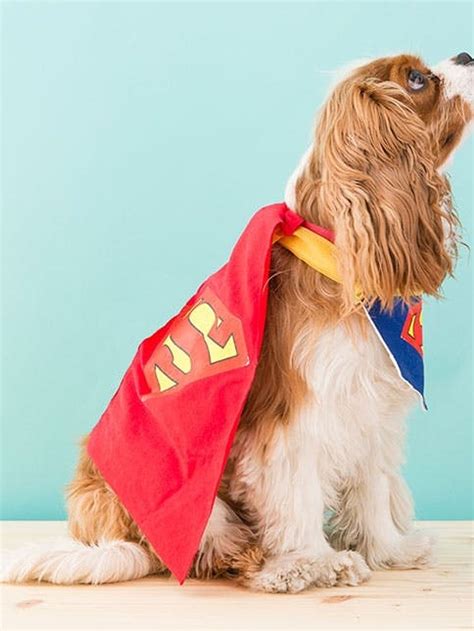 How to DIY a Superman Dog Costume for Halloween - Brit + Co