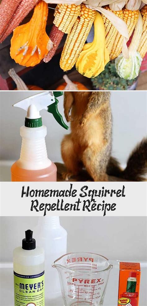 Homemade Squirrel Repellent Recipe - Decor Dıy | Repellent, Homemade, Fairy garden decor