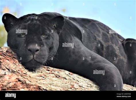 Black leopard or black panther panthera pardus hi-res stock photography ...