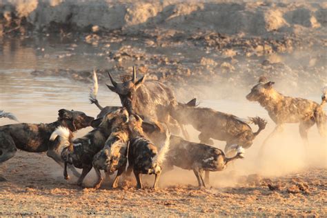 Wild dogs show off pack-hunting skills as they trap a wildebeest | How ...