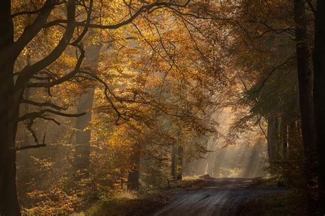 WRH Savernake Forest in Autumn