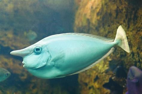 Unicornfish | Fish pet, Animals, Wildlife